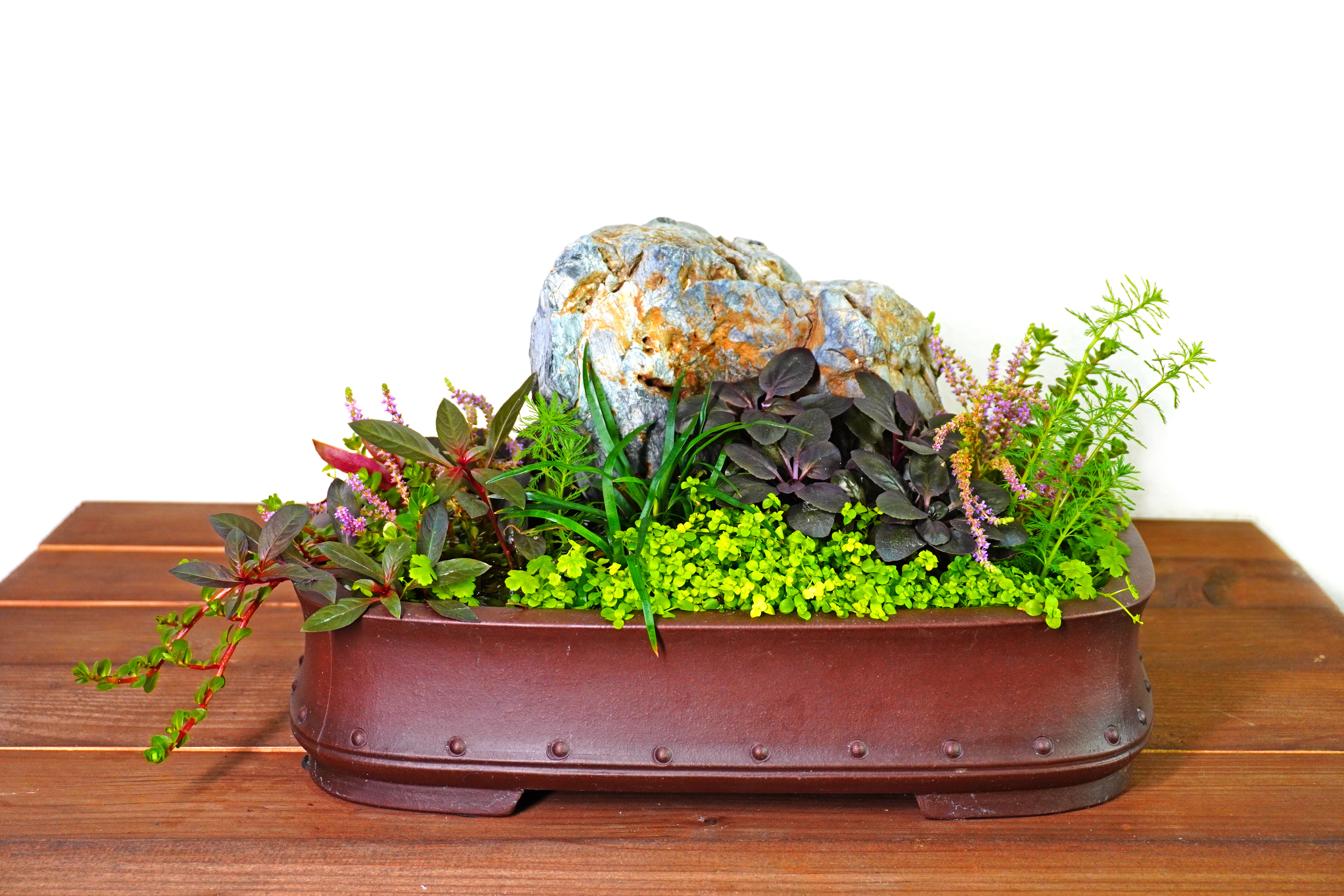 Ein fertiges japanisches Wabi-Kusa in einer flachen Schale als ästhetisches Dekorationsobjekt